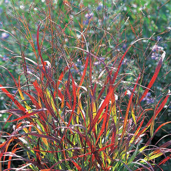 Shenandoah Red Switch Grass