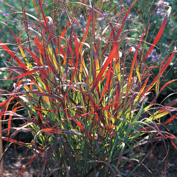 Grass, Shenandoah Red Switch