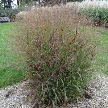 Grass, Switch, Shenandoah Red