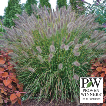 Grass, Prairie Winds® Desert Plains Fountain
