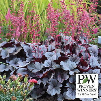 Heuchera, Dolce® Silver Gumdrop Heuchera, Dolce® Silver Gumdrop