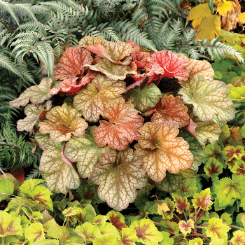 Heuchera, Changeling
