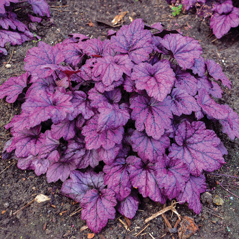 Heuchera, Electric Plum