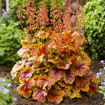 Heuchera, Eternal Flame