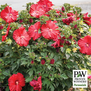 Hibiscus, Summerific® Garnet Globes