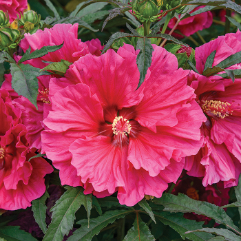 Hibiscus, Watermelon Ruffles