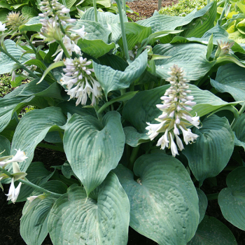 Hosta, Blue Angel, Dollar Sale