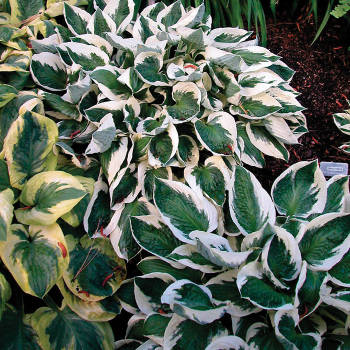 Hosta: J.W. Jung Seed Company