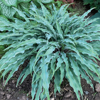Hosta, Silly String