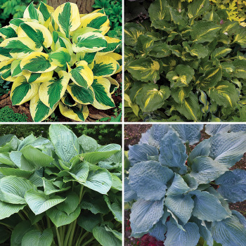 Hosta, Favorites Collection