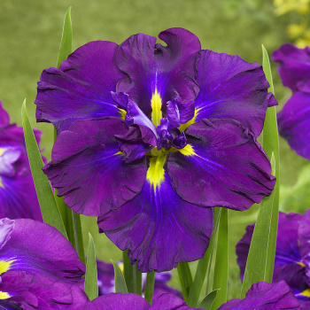 Iris, Japanese, Dinner Plate™ Blueberry Pie