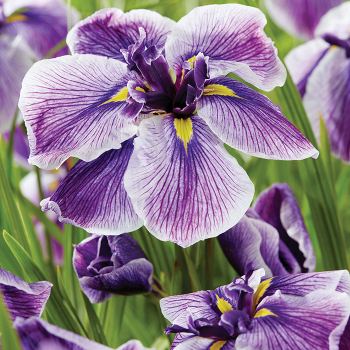 Iris, Japanese, Dinner Plate™ Sundae