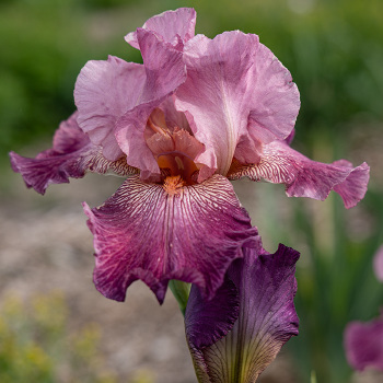 Iris Bearded Autumn Rose