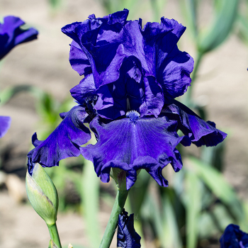 Iris, Blueberry Bliss