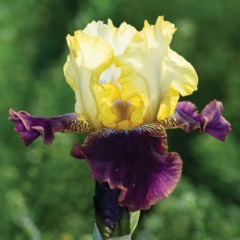 Iris, Reblooming Bearded, Blatant