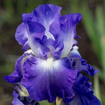 Reblooming Bearded Iris