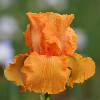 Iris, Bearded, Coup de Soleil Iris, Bearded, Coup de Soleil