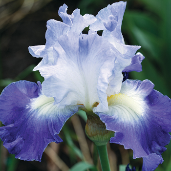 Iris, Reblooming Bearded, Clarence  
