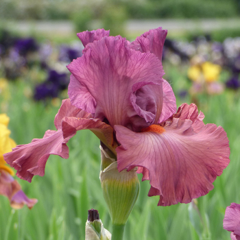 Iris, Bearded, Code Red Iris, Bearded, Code Red