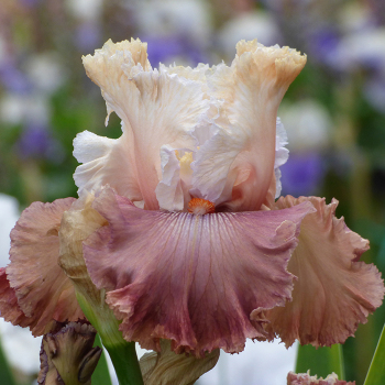 Iris, Bearded, Champagne and Strawberries Iris, Bearded, Champagne and Strawberries
