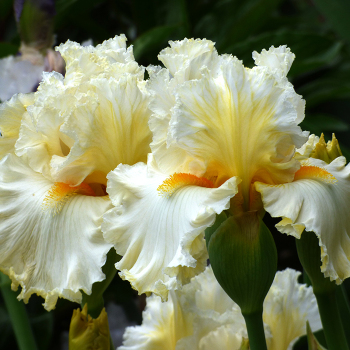 Iris, Bearded, Cloud Dweller Iris, Bearded, Cloud Dweller