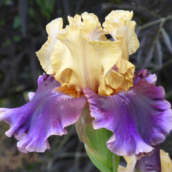 Iris, Reblooming Bearded, Final Episode