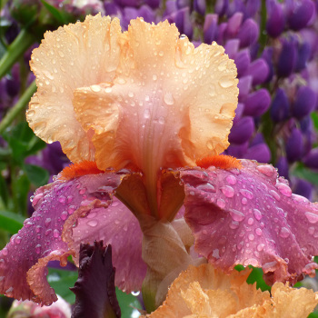 Iris Bearded Frimousse