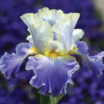 Iris, Bearded, Gilt-Edged Bond Iris, Bearded, Gilt-Edged Bond