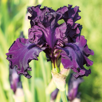 Iris, Bearded, Gypsy Romance