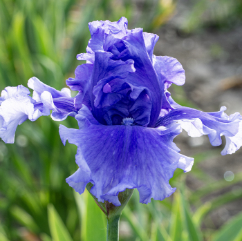 Iris, Bearded, Honky Tonk Blues