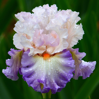 Iris, Bearded, Polite Applause