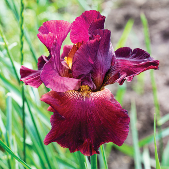 Iris, Bearded, Red Masterpiece 