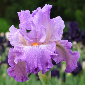 Iris, Bearded, Scrumdiddlyumptious