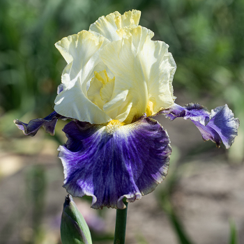 Iris, Bearded, Sunny Glitter