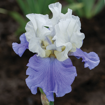 Iris, Bearded, Stairway To Heaven 
