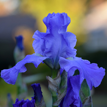 Iris, Reblooming Bearded, Sugar Blues