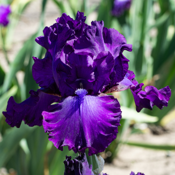 Iris, Bearded, Swingtown 