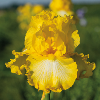 Iris, Bearded, That's All Folks 