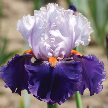 Iris, Bearded, You Grow Girl