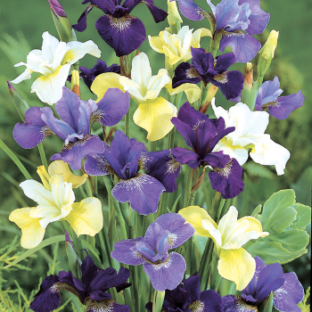 Iris, Siberian Mix, Pack of 3