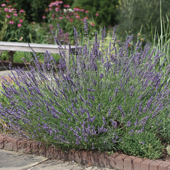 Lavender, Phenomenal®