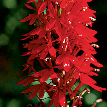 Lobelia, Cardinal Lobelia, Cardinal