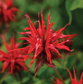Monarda, Jacob Cline 