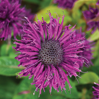 Monarda, Purple Rooster 