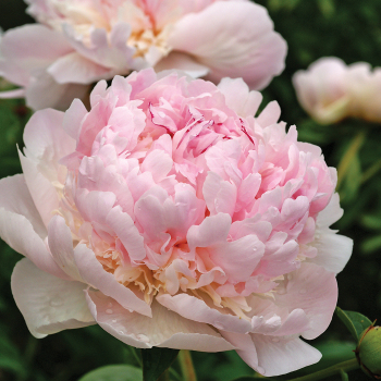Peony Plants & Roots for Sale | Vibrant Garden Peonies