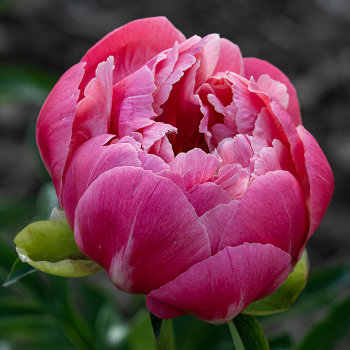 Peony, Coral Charm