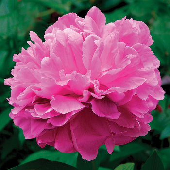 Oversized Pink Silk Peony Flower 44
