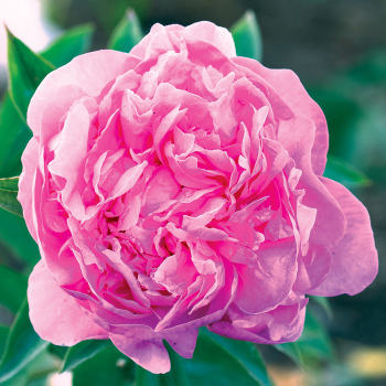 SWEET MAGIC' Tree Peony (Paeonia x rockii 'sweet magic
