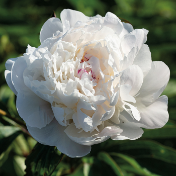 CARTE BLANCHE' Tree Peony (Paeonia x rockii 'carte blanche