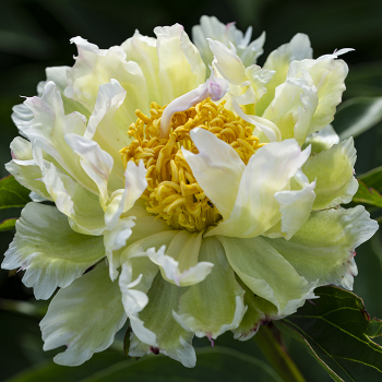 Peony, Green Lotus